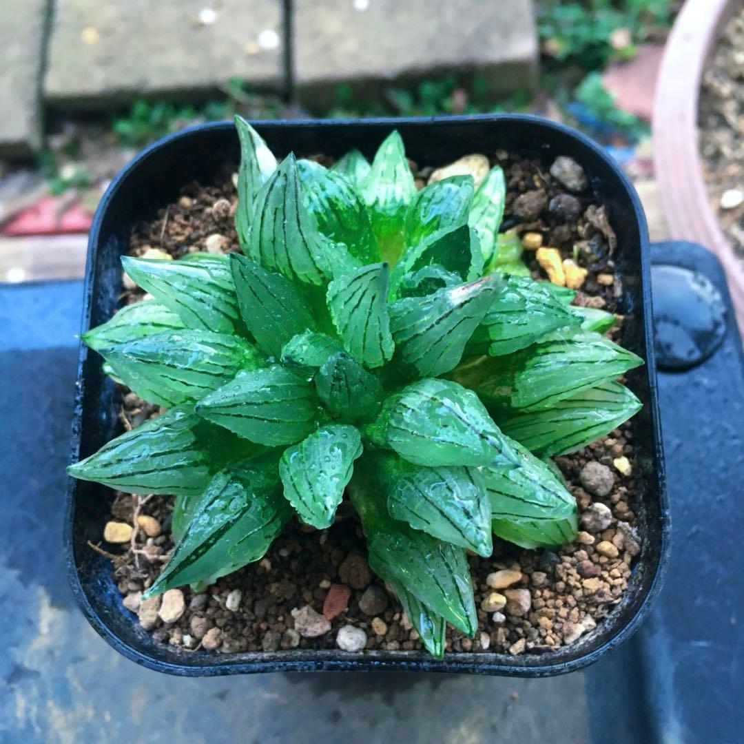 【激安】西瓜寿　アトロフスカミュータント　大株　高級品　裏窓　宝石　ジュエリー