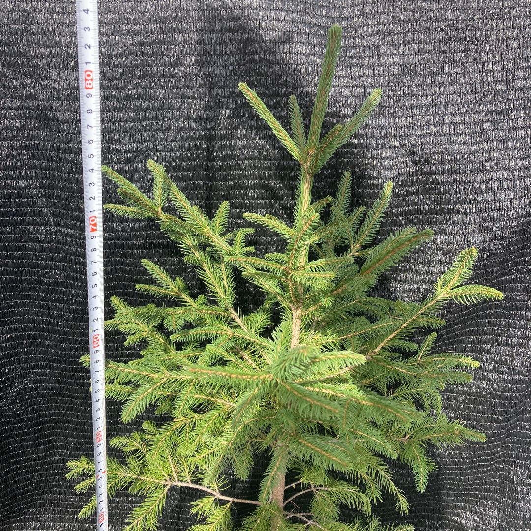 ③*:ஐクリスマスツリーにお勧め*:ஐモミの木・苗木【ドイツトウヒ】5号・ピセア