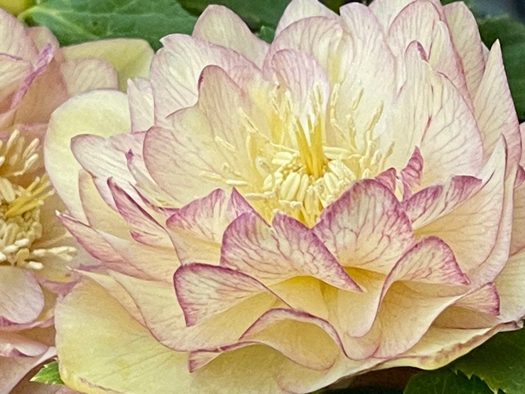 クリスマスローズ苗⭐️141 多弁ネオン段咲×多弁ゴールド整形　鉢から掘り上げ案件