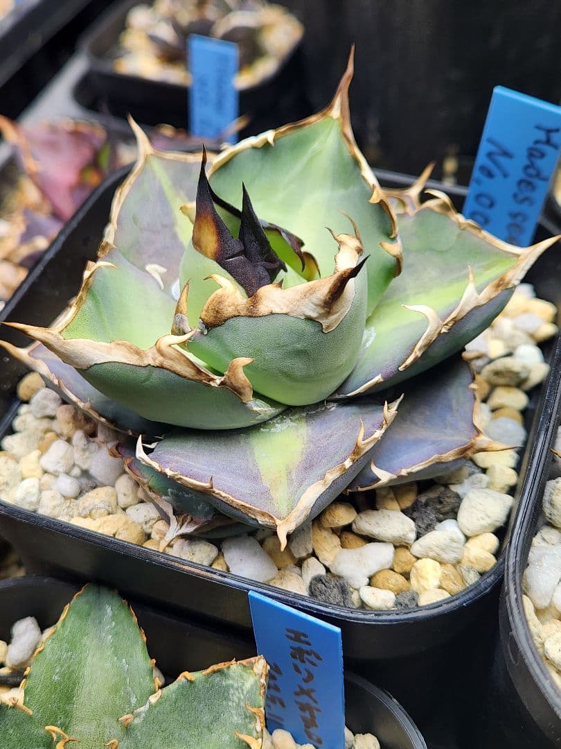 ハデス実生　管理No.7　子株　活着済み