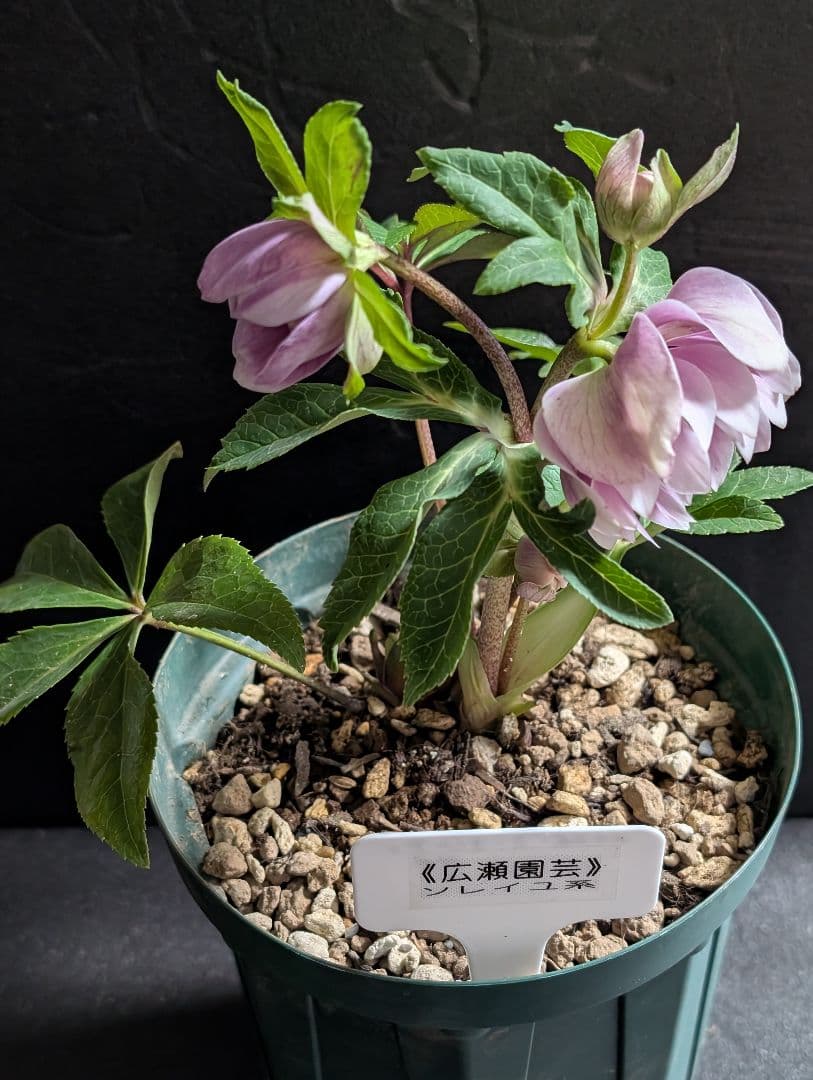 ✭クリスマスローズ:広瀬園芸【ソレイユもどき !?】開花株