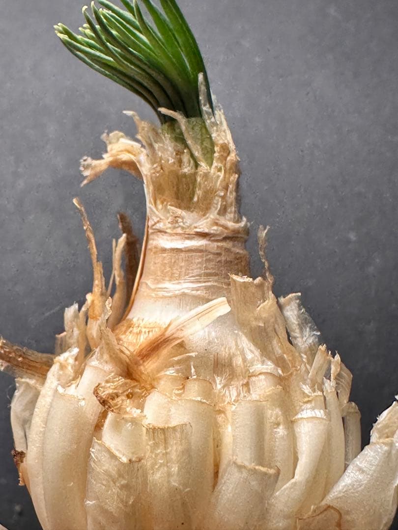 よ*象様 517珍奇植物ゲチリス ナマクエンシス ケープバルブ 南アフリカ原産