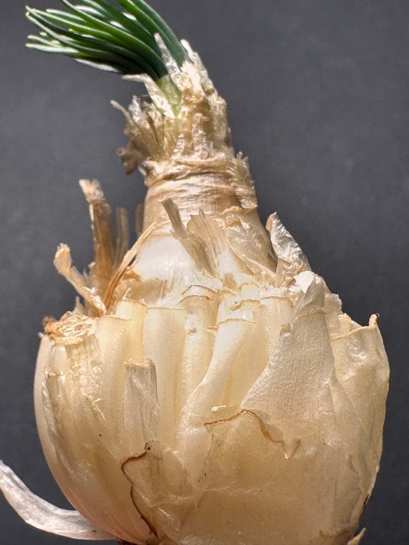 よ*象様 517珍奇植物ゲチリス ナマクエンシス ケープバルブ 南アフリカ原産