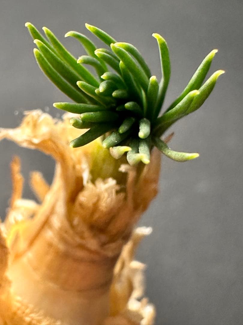 よ*象様 517珍奇植物ゲチリス ナマクエンシス ケープバルブ 南アフリカ原産