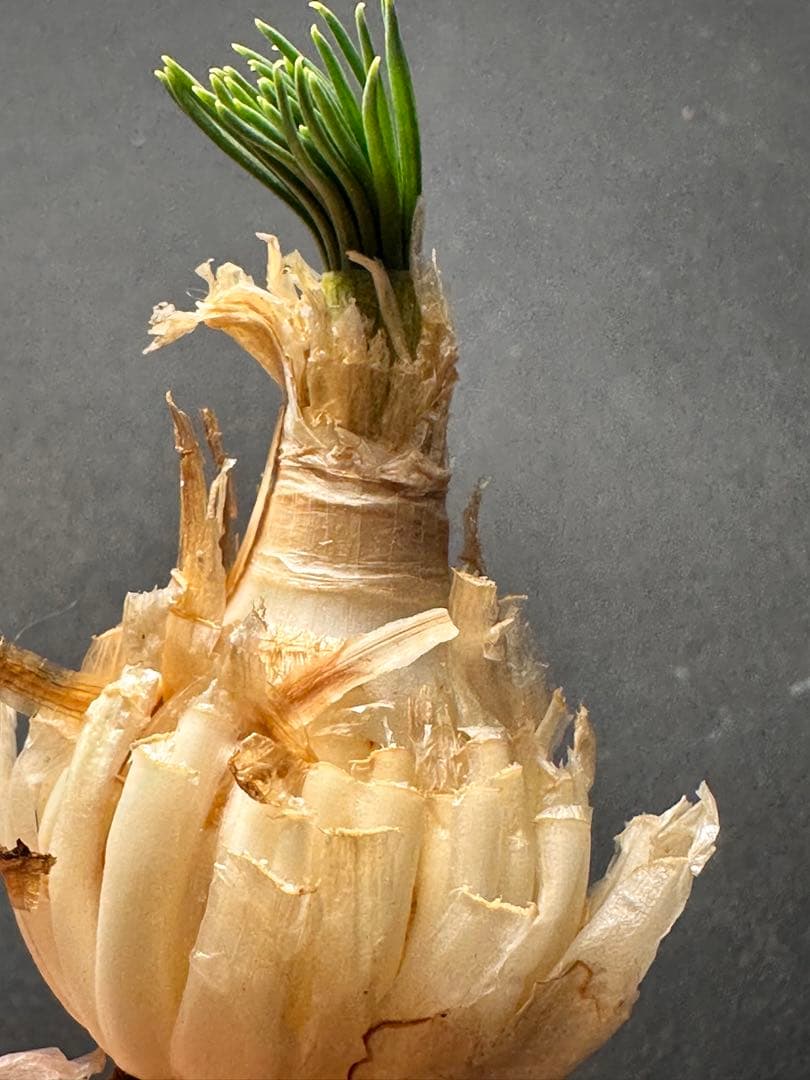 よ*象様 517珍奇植物ゲチリス ナマクエンシス ケープバルブ 南アフリカ原産
