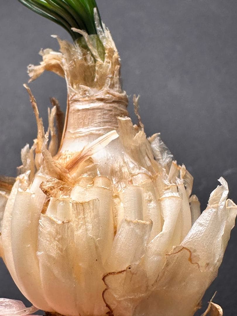 よ*象様 517珍奇植物ゲチリス ナマクエンシス ケープバルブ 南アフリカ原産