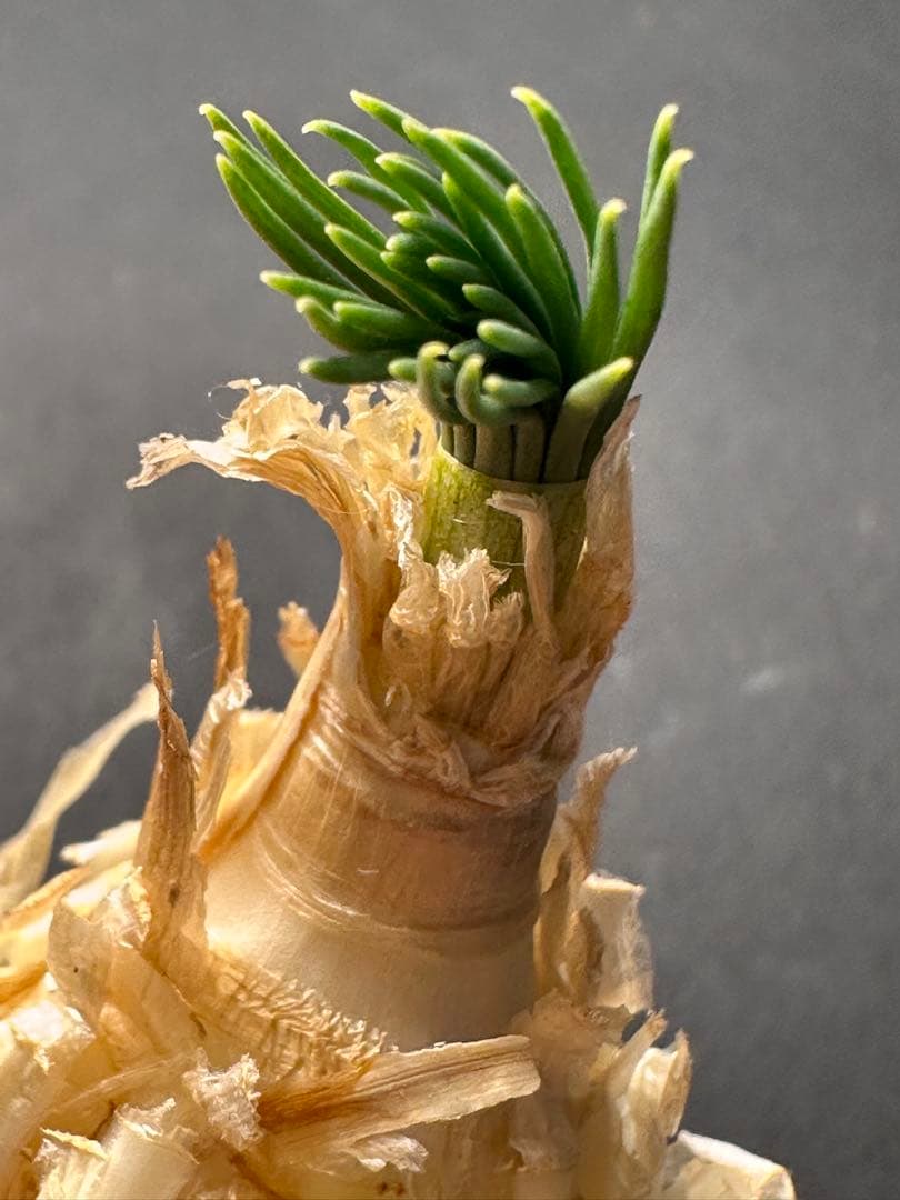 よ*象様 517珍奇植物ゲチリス ナマクエンシス ケープバルブ 南アフリカ原産