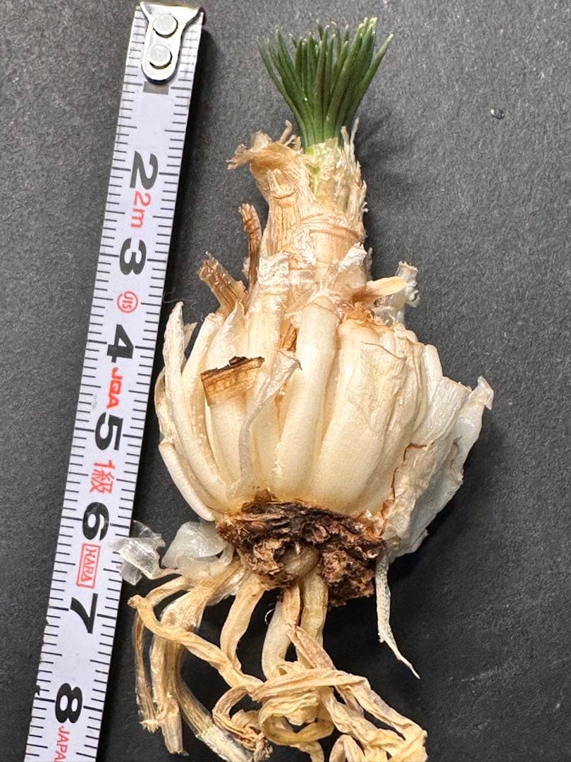 よ*象様 517珍奇植物ゲチリス ナマクエンシス ケープバルブ 南アフリカ原産