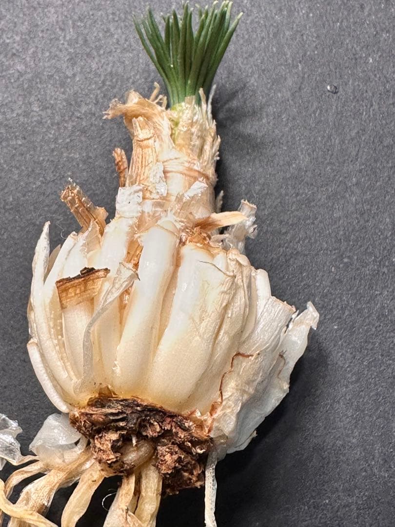 よ*象様 517珍奇植物ゲチリス ナマクエンシス ケープバルブ 南アフリカ原産