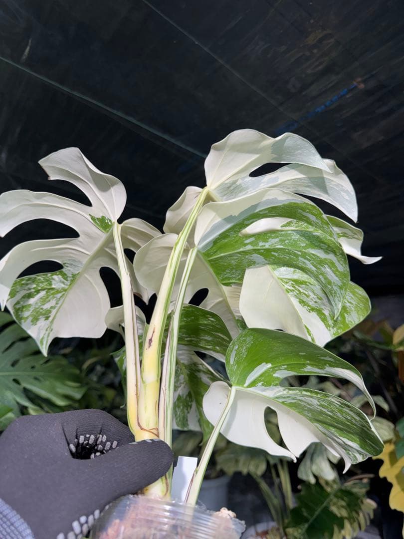 AB11 モンステラ　ボルギシアナ　アルボ　ホワイトタイガー白斑　健康カット苗