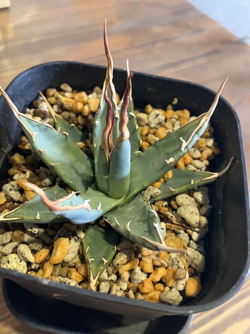 陽炎　実生　エボリスピナ