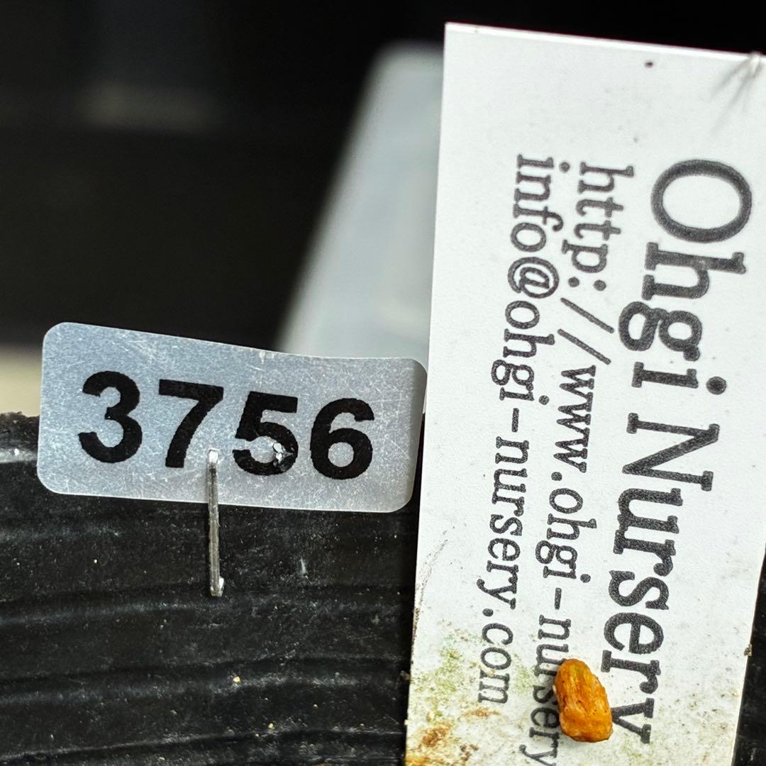 756☘️タグ付☘️⭐️ヘルツェ交配⭐️有香⭐️小輪⭐️多弁⭐️アンティーク調⭐️大木ナーセリー