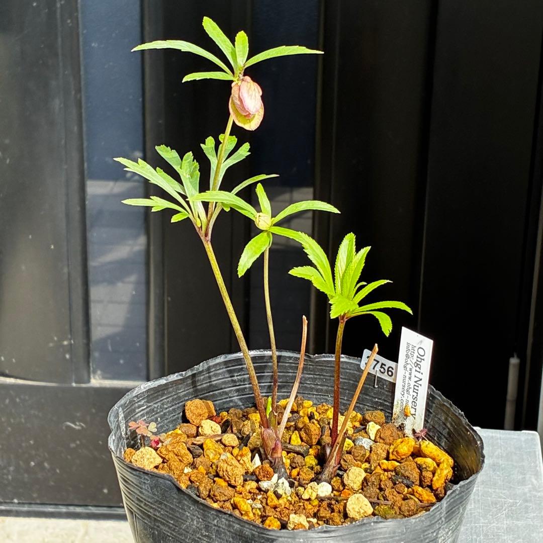 756☘️タグ付☘️⭐️ヘルツェ交配⭐️有香⭐️小輪⭐️多弁⭐️アンティーク調⭐️大木ナーセリー