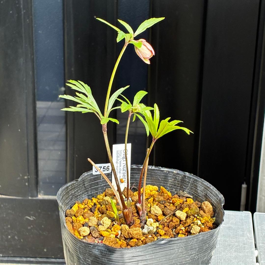 756☘️タグ付☘️⭐️ヘルツェ交配⭐️有香⭐️小輪⭐️多弁⭐️アンティーク調⭐️大木ナーセリー