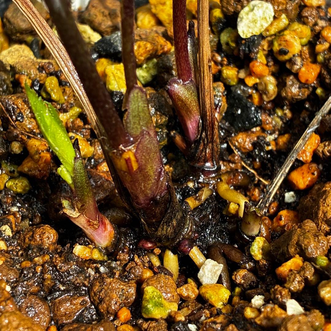 756☘️タグ付☘️⭐️ヘルツェ交配⭐️有香⭐️小輪⭐️多弁⭐️アンティーク調⭐️大木ナーセリー