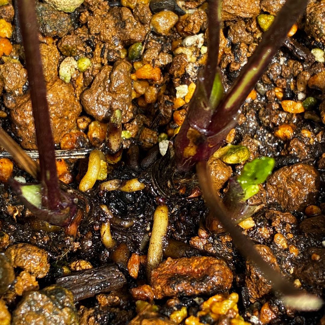 756☘️タグ付☘️⭐️ヘルツェ交配⭐️有香⭐️小輪⭐️多弁⭐️アンティーク調⭐️大木ナーセリー