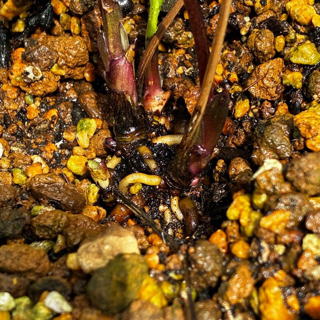 756☘️タグ付☘️⭐️ヘルツェ交配⭐️有香⭐️小輪⭐️多弁⭐️アンティーク調⭐️大木ナーセリー