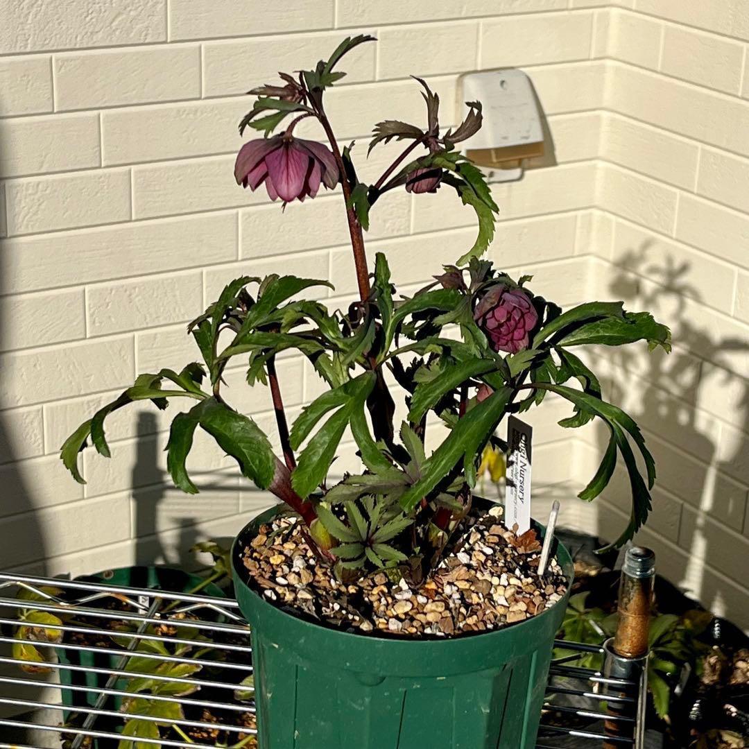 756☘️タグ付☘️⭐️ヘルツェ交配⭐️有香⭐️小輪⭐️多弁⭐️アンティーク調⭐️大木ナーセリー