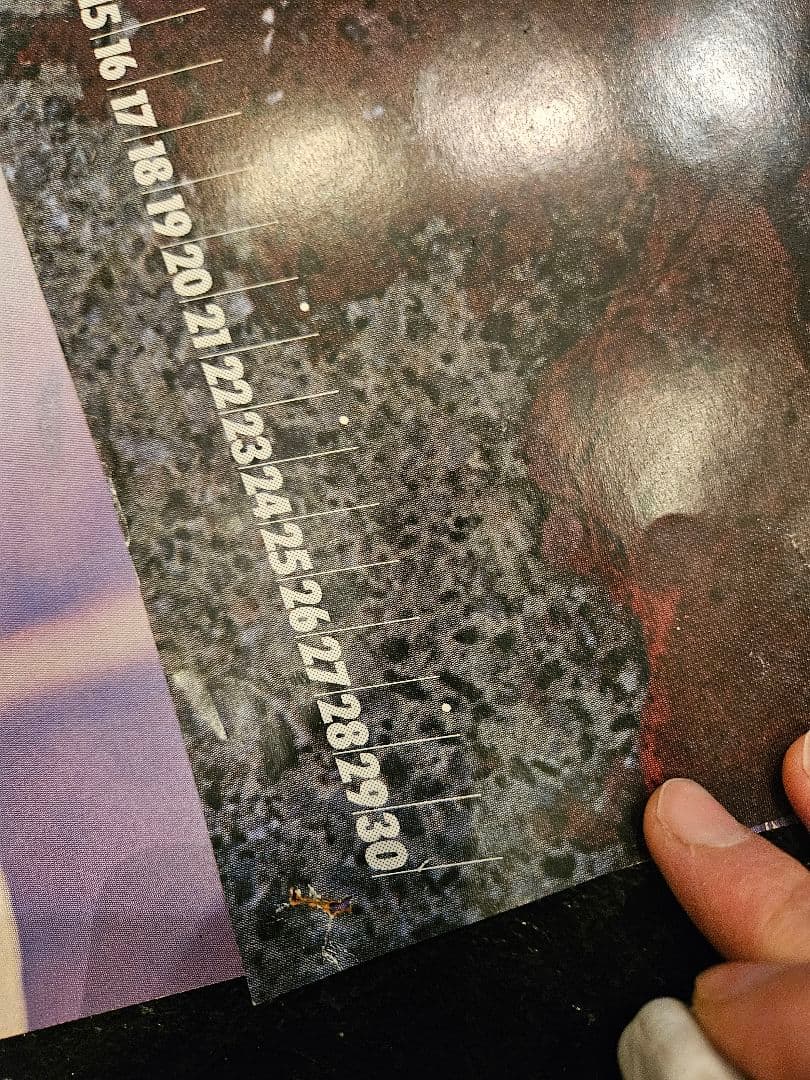 アグネス・ラム ポスター 当時物 グラビア アイドル バドワイザー　昭和レトロ