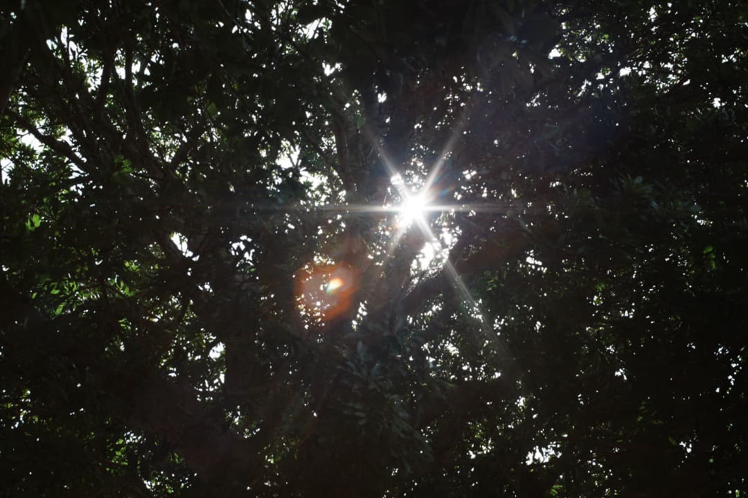 【富岡光学】動作◎ ヤシカ Auto Yashinon-DS 50mm F1.7