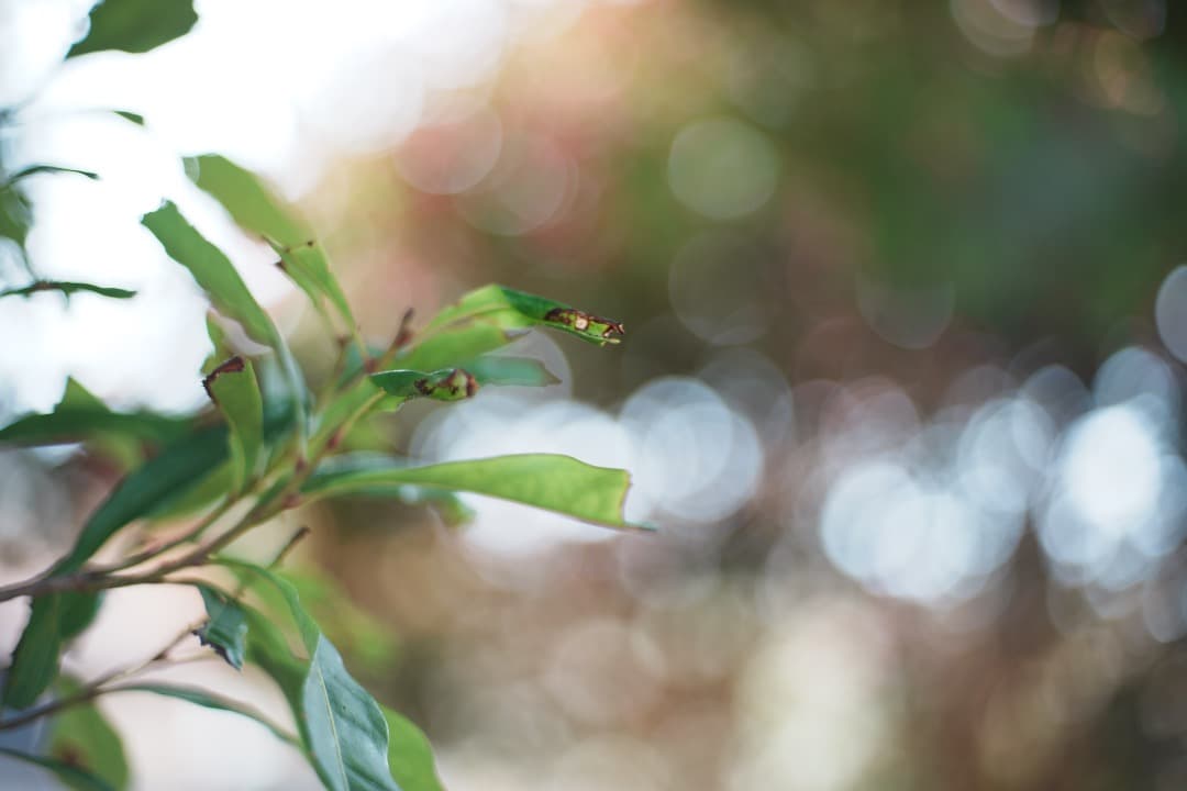 【富岡光学】動作◎ ヤシカ Auto Yashinon-DS 50mm F1.7