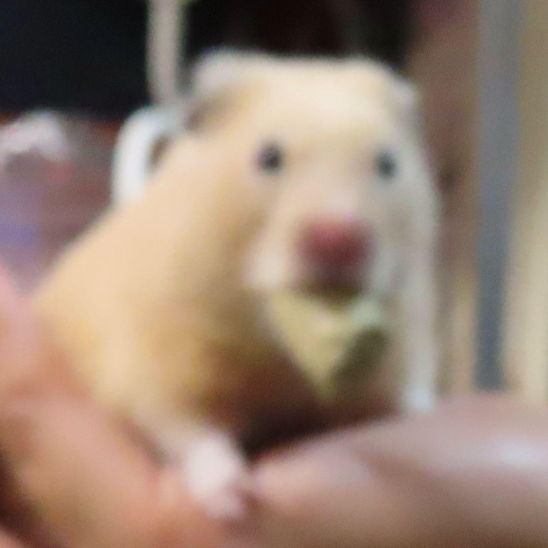 コムギ
