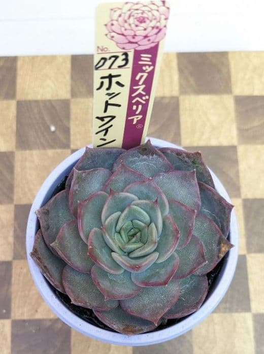 おらいさん　ミックスベリア《 ホットワイン 》札付き・黒ボット発送