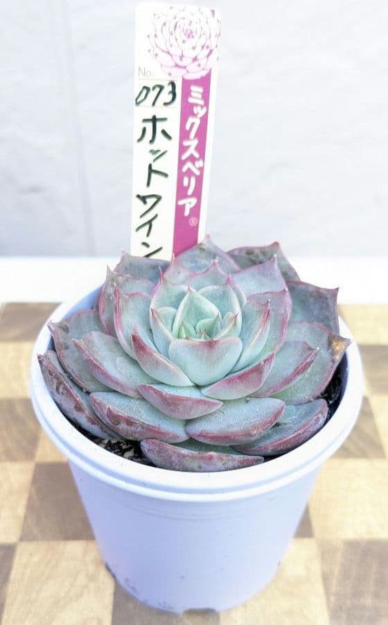 おらいさん　ミックスベリア《 ホットワイン 》札付き・黒ボット発送
