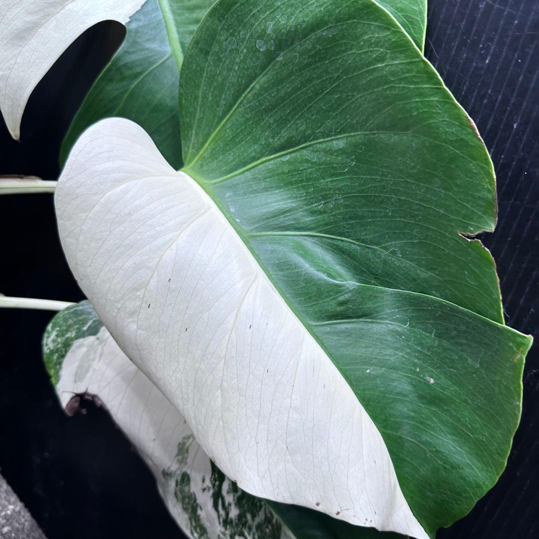 ば*ん様 モンステラ斑入りハーフムーンホワイトタイガー極美斑入り　　 59cm