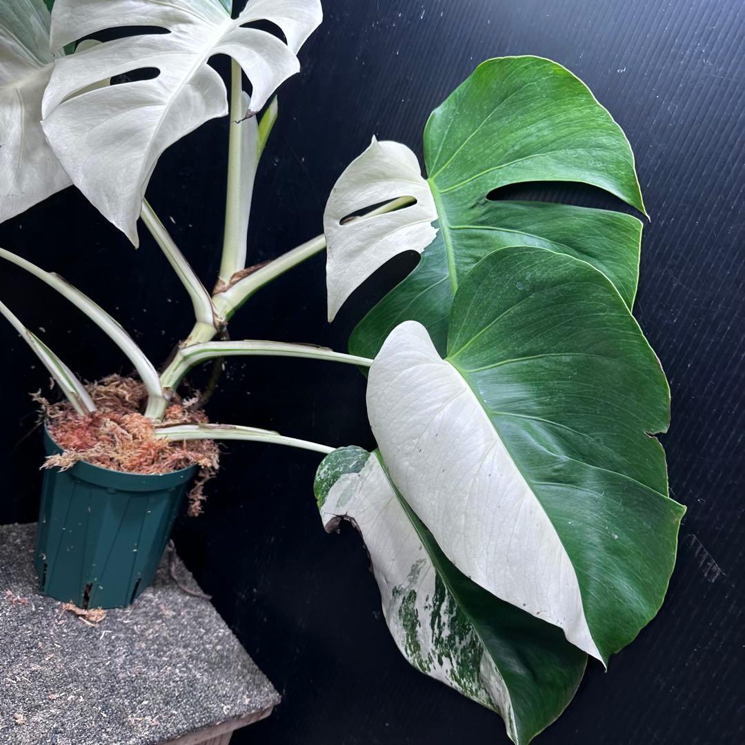 ば*ん様 モンステラ斑入りハーフムーンホワイトタイガー極美斑入り　　 59cm