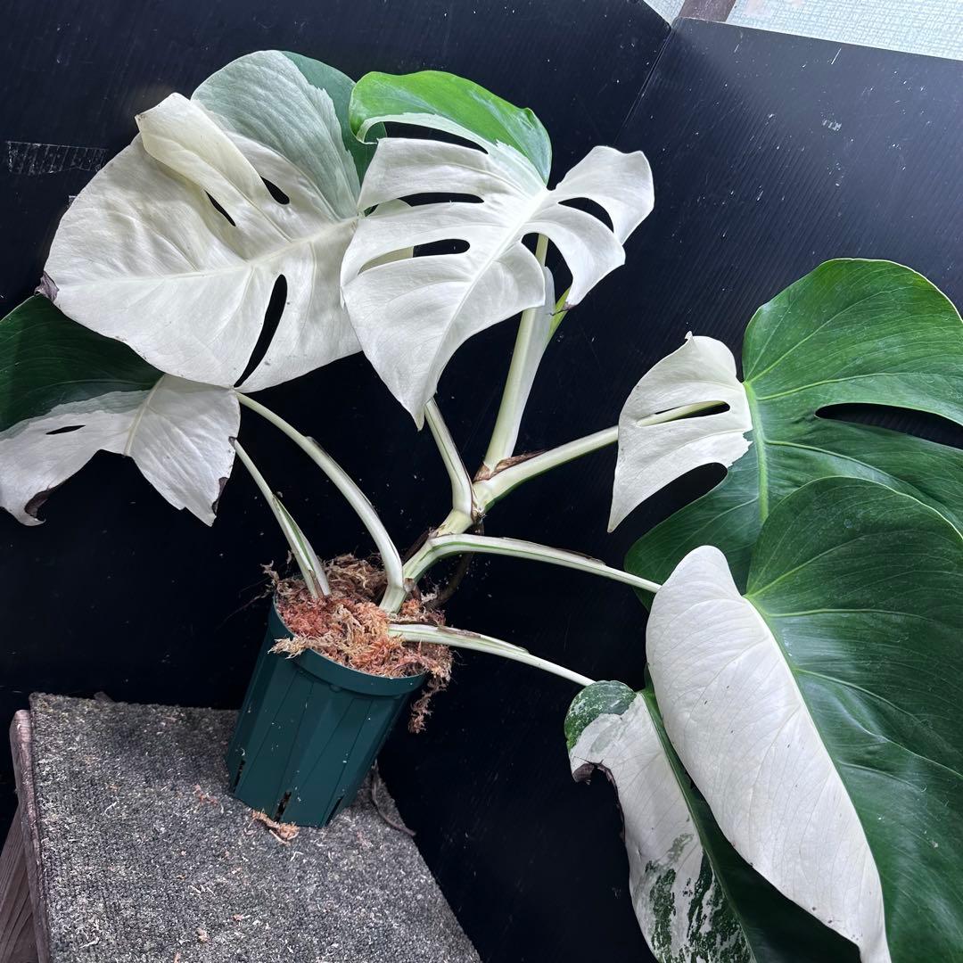 ば*ん様 モンステラ斑入りハーフムーンホワイトタイガー極美斑入り　　 59cm