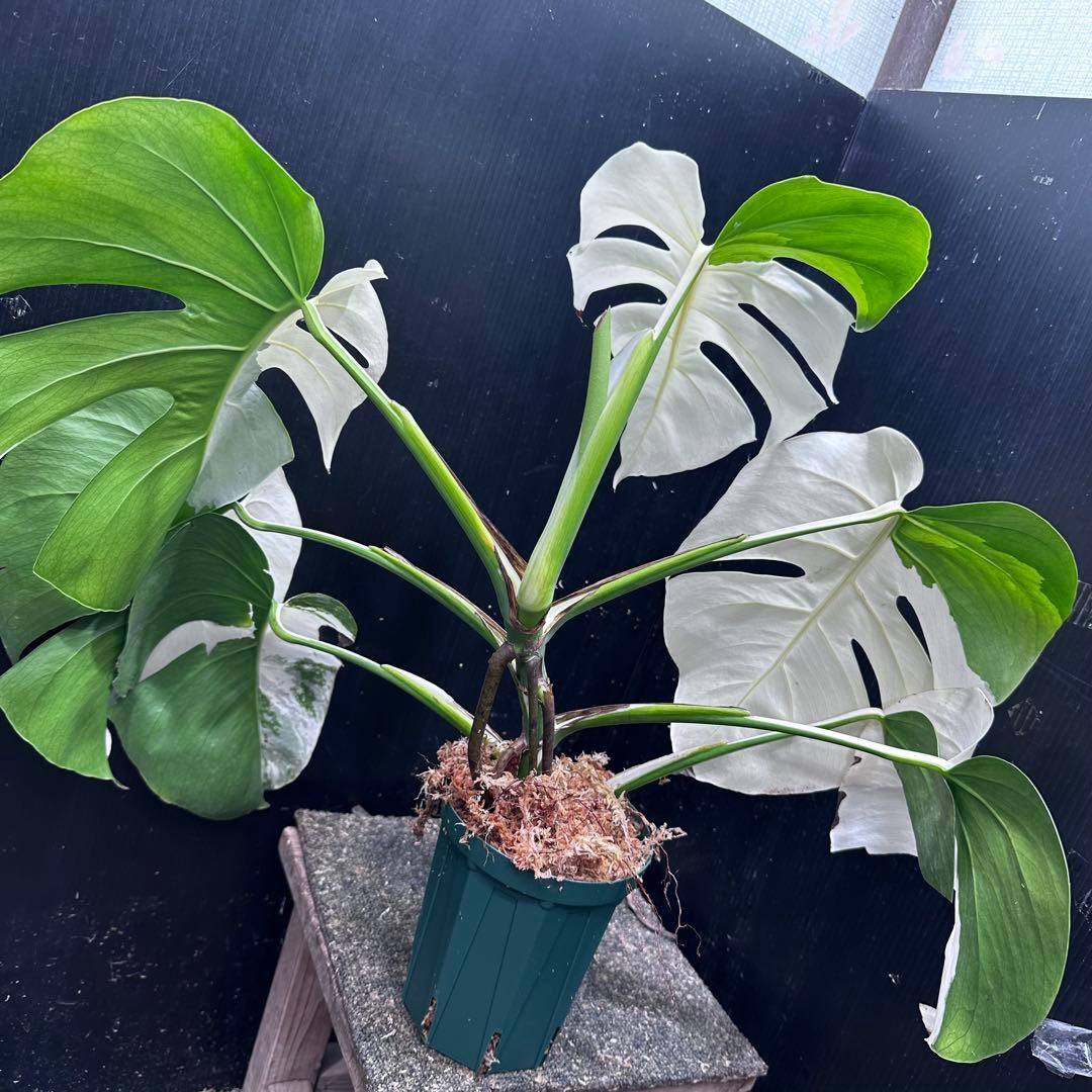 ば*ん様 モンステラ斑入りハーフムーンホワイトタイガー極美斑入り　　 59cm