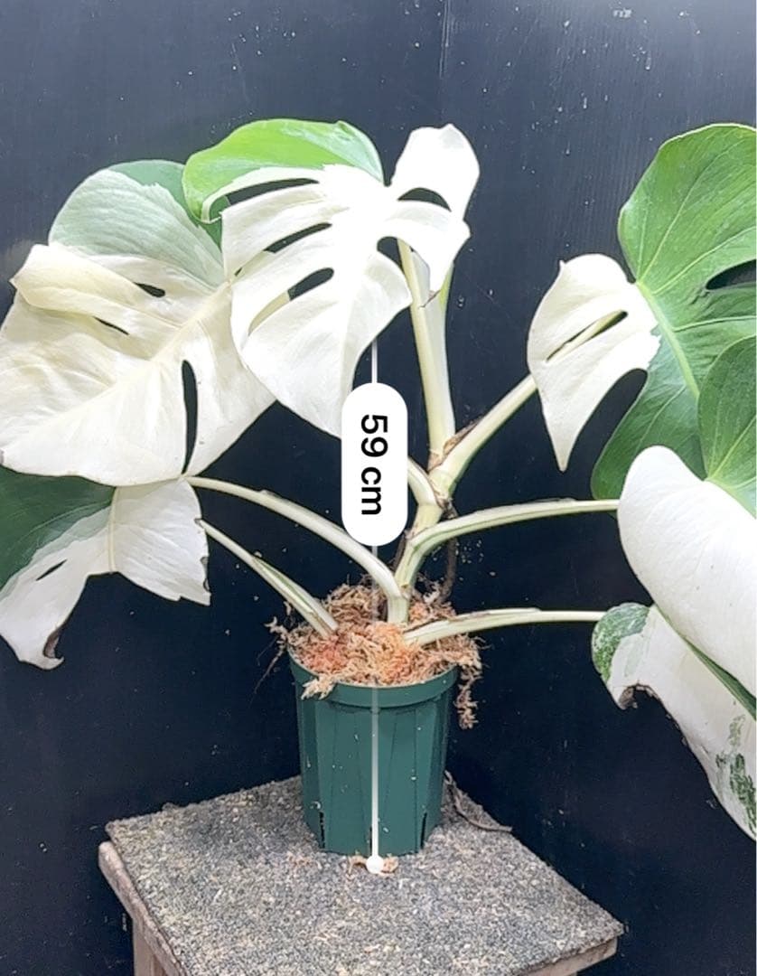 ば*ん様 モンステラ斑入りハーフムーンホワイトタイガー極美斑入り　　 59cm