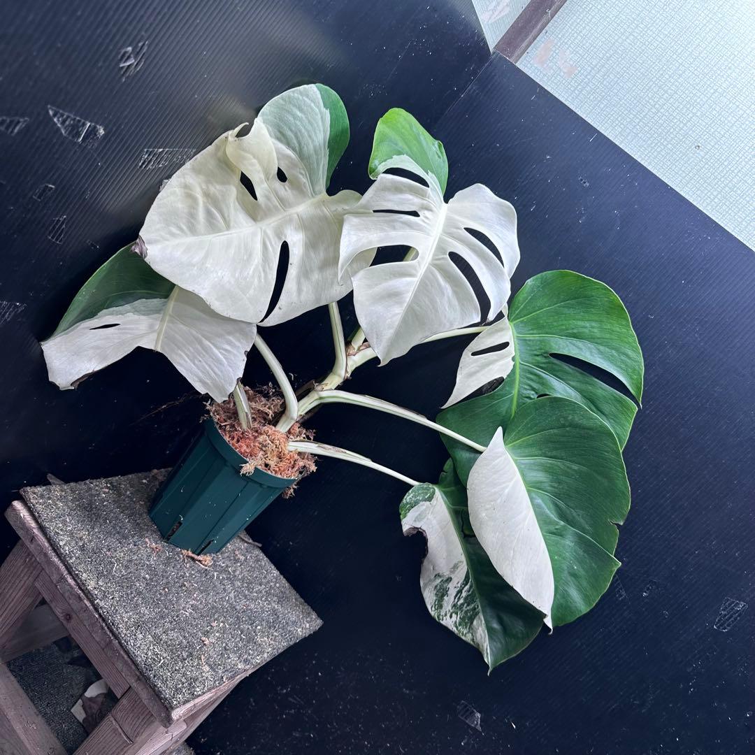 ば*ん様 モンステラ斑入りハーフムーンホワイトタイガー極美斑入り　　 59cm