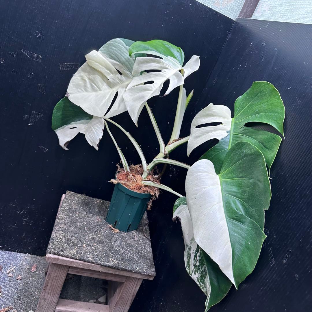 ば*ん様 モンステラ斑入りハーフムーンホワイトタイガー極美斑入り　　 59cm