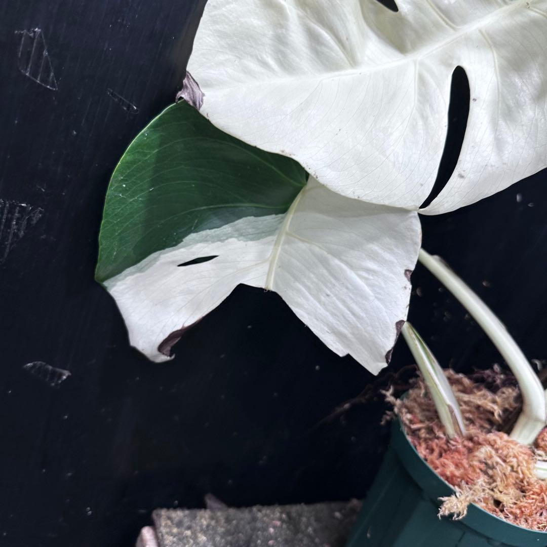 ば*ん様 モンステラ斑入りハーフムーンホワイトタイガー極美斑入り　　 59cm