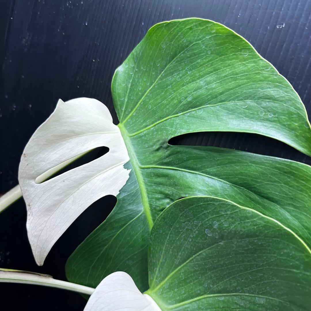 ば*ん様 モンステラ斑入りハーフムーンホワイトタイガー極美斑入り　　 59cm