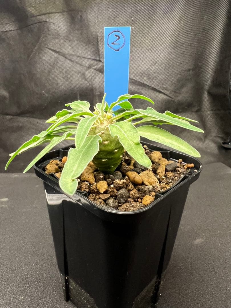 ユーフォルビア　ハドラマウチカ実生