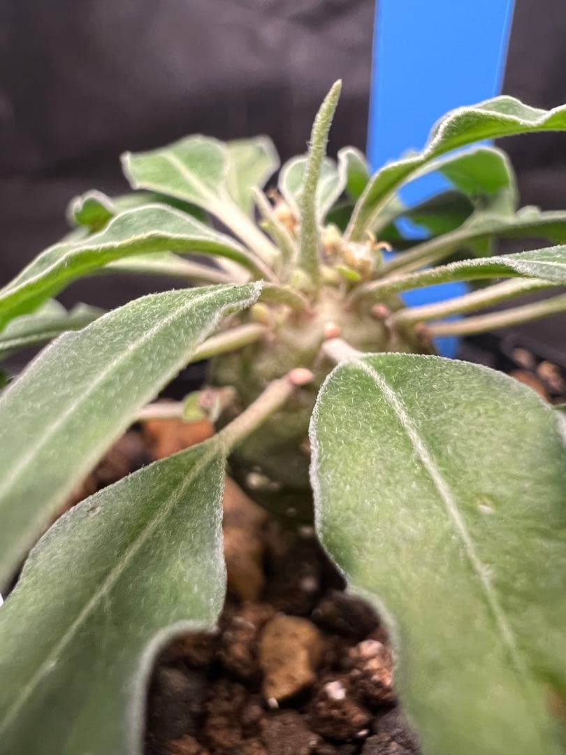 ユーフォルビア　ハドラマウチカ実生