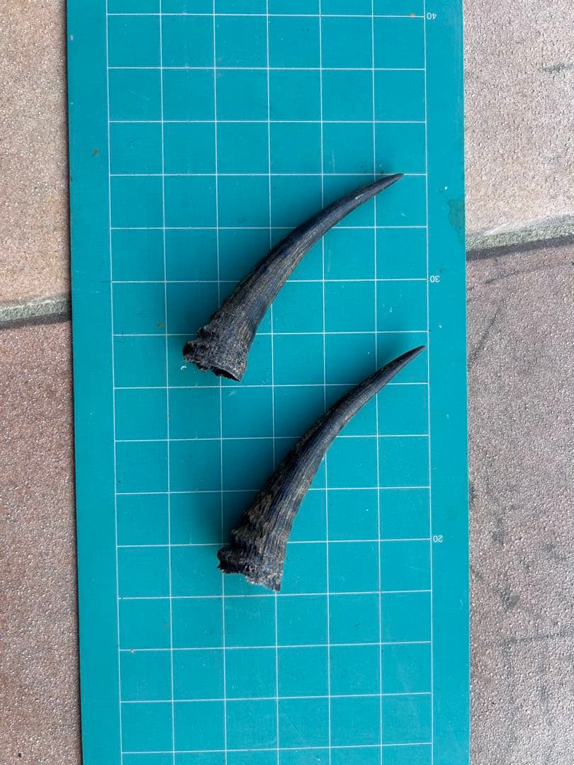 【希少・天然】ニホンカモシカの角 2本セット（約6cm）ハンドメイド・角細工に