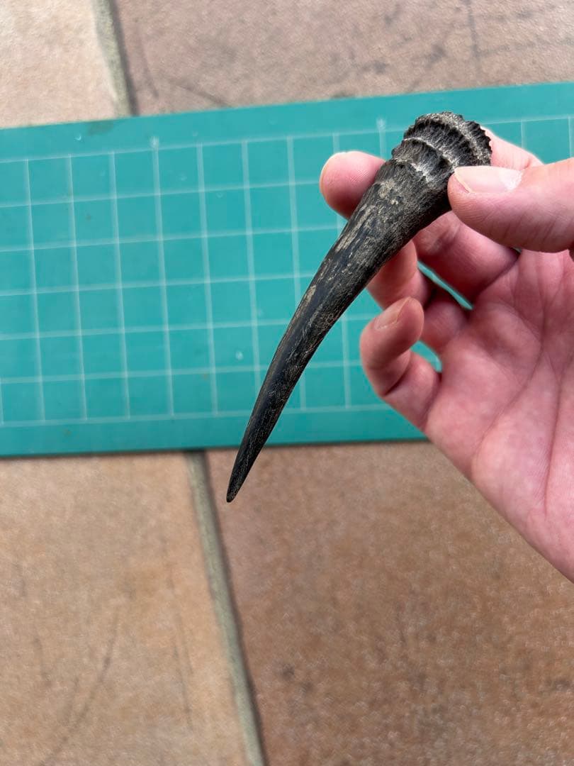 【希少・天然】ニホンカモシカの角 2本セット（約6cm）ハンドメイド・角細工に