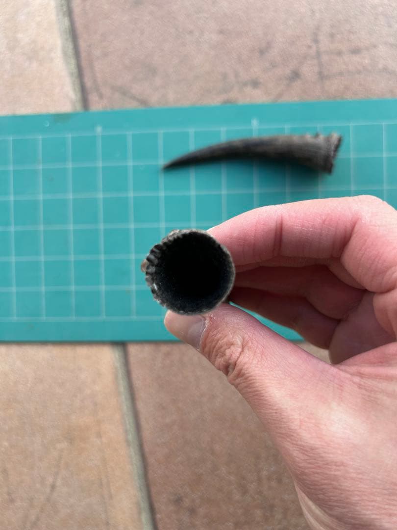 【希少・天然】ニホンカモシカの角 2本セット（約6cm）ハンドメイド・角細工に