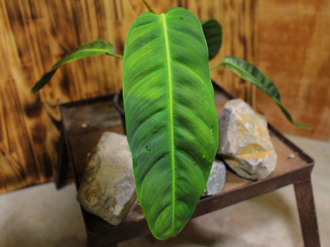 Philodendron patriciae |パトリシアエ |発根済み |希少