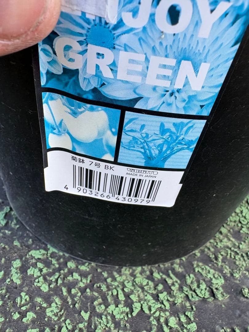 アガベ チタノタ 白火焔 親株