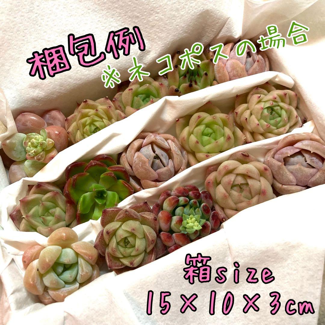 韓国苗 １００苗ちびちゃん詰め合わせ！多肉植物 MIX苗 交配苗など