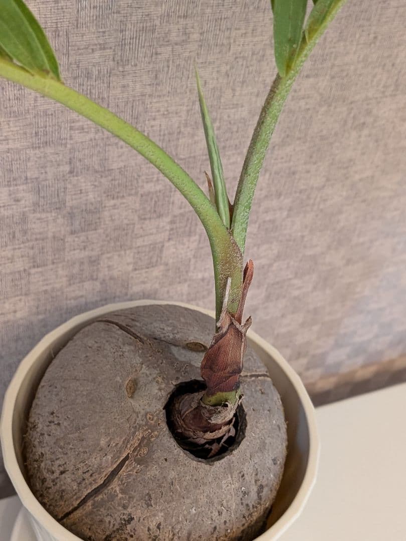 マニラヤシ　観葉植物　沖縄本島