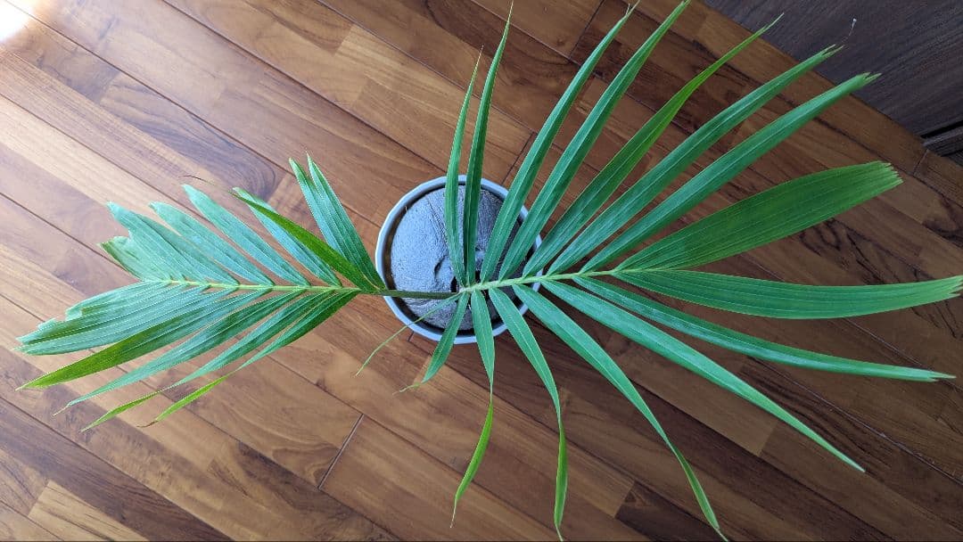 マニラヤシ　観葉植物　沖縄本島
