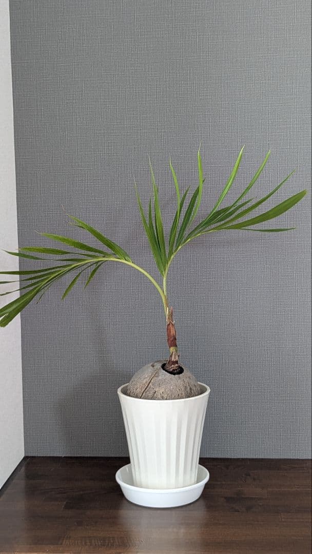 マニラヤシ　観葉植物　沖縄本島