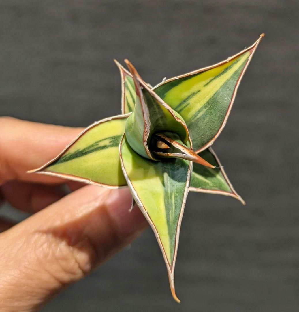 サンスベリア　ピングイキュラ　斑入り　輸入株　多肉植物　ロリダ