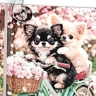 かわいい♡チワワちゃん　さんかくポーチ☆両面パネル